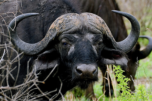 Африканский, или черный, буйвол; каффрский буйвол (Syncerus caffer) - Cape Buffalo